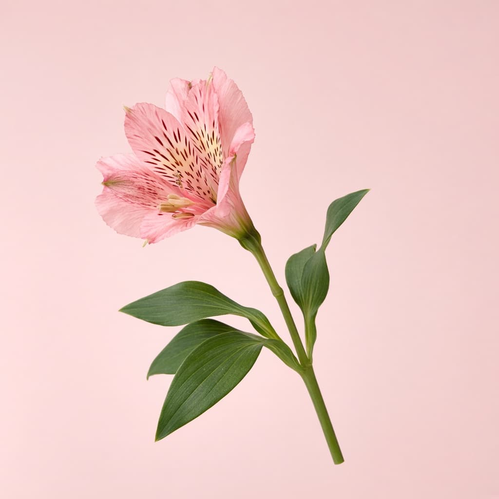 ألستروميريا